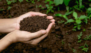 SAPs eventually incorporate into the organic, humic portion of soil after multiple decades